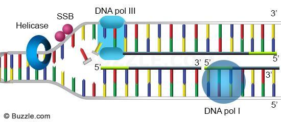 DNA polimeraz III, 5 3 polimeraz aktivitesi ile DNA sentezine bir RNA primer dizisine gelinceye kadar devam eder.