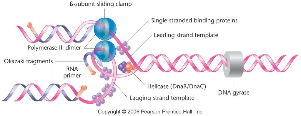 Kesintili zincirdeki replikasyonda, RNA primerinin yerini DNA nın alması için DNA