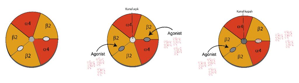 Uysal M.A. 39 Şekil 3. Nikotinik asetil kolin reseptörlerinin uyarılması (kaynak 2 den değiştirilerek yeniden çizilmiştir).