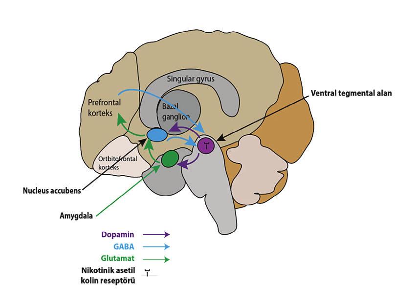 Mezolimbik alanda, korpus striatumda ve frontal kortekstde dopamin salınımı gerçekleşir.