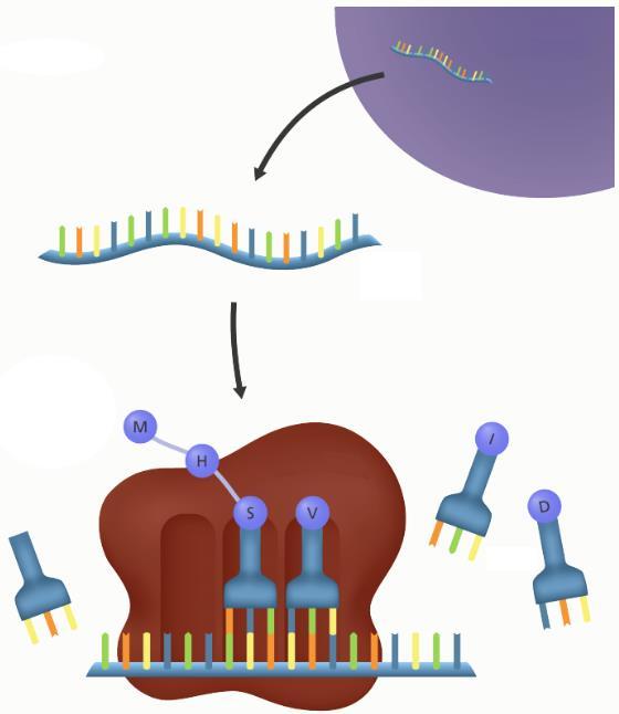 Revers transcriptase-pcr Ters