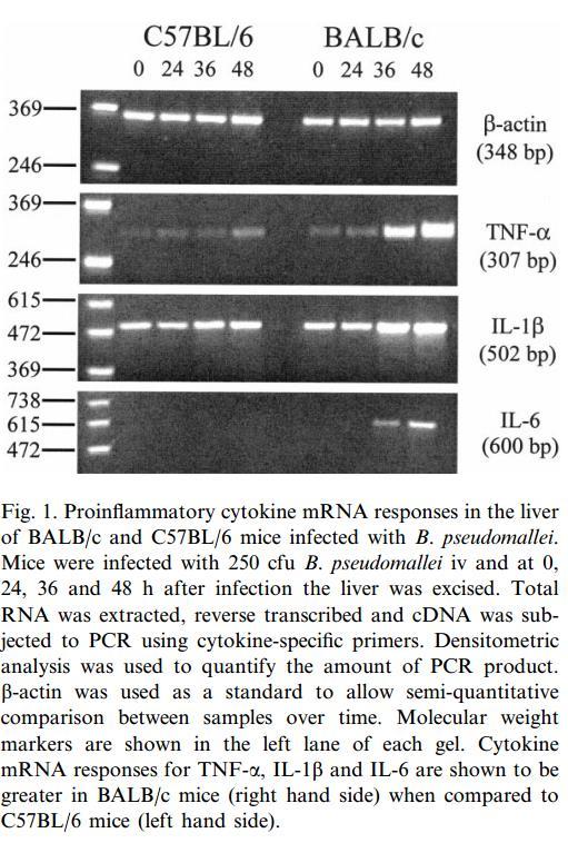 Revers transcriptase-pcr Bu amaçla; tümör nekroz faktör-α