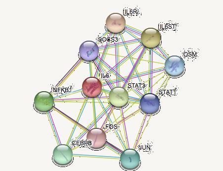 Revers transcriptase-pcr Belirlenen üç genin, diğer