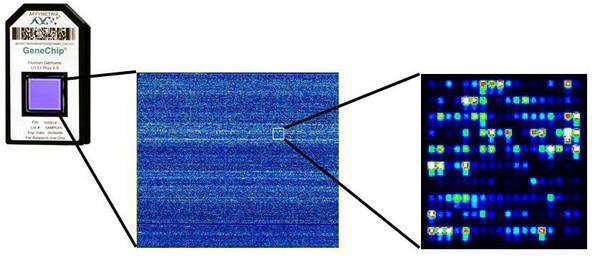 Microarray temelli yöntemler Bu çalışmada transkriptomik inceleme için Affymetrix