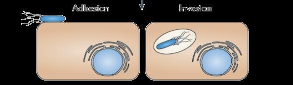 Dual RNA-seq;