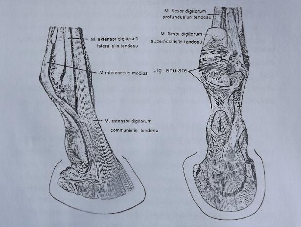 Ayağın en fazla yüklendiği eklem olması nedeniyle bu üç kemik çok güçlü bandlarla birleşmişlerdir. 1.2.2. Articulatio phalangis secunda (Taç eklemi Art.