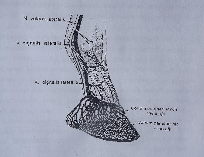 Şekil 3. Ayağın damar ve sinirleri (Artun dan) Ön ve arka ayaktaki bu arterler topuk ekleminin 3-5 cm yukarısında ikiye ayrılarak phalanx 1 ve 2 nin iç ve dış yanlarından geçerken birer kol ayrılır.