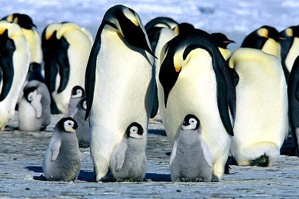 Ses: İmparator penguenlerde erkek penguen kuluçkaya oturur ve dişi penguenler beslenmek için denize gider.