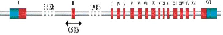 (Bacterial Artificial Chromosome, BAC) klonları oluģturulmuģ ve bu bölgenin, güçlü bir aday gen olan diasilgliserol asil transferaz 1 (DGAT1) genini içerdiği gösterilmiģtir (Grisart ve ark 2004).