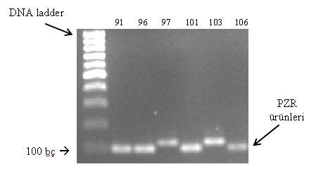 tüp nolu örnekler (103 bç) ins/ins genotipini göstermektedir. ġekil 3.4. PRNP geninin 49686 49776 (intron 1) nükleotidleri arasında bulanan bölgesinin PZR ürününün, agaroz jel fotoğrafı.