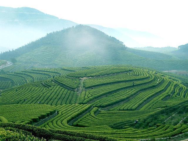 Assam ve Seylan Adası`nda çay bahçeleri oluştururlar. Üretilen bu çayları Avrupa`ya hızlı olarak taşımak içinde, süratli yelkenliler yaparlar.