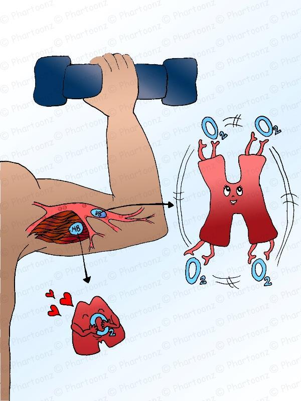 Miyoglobin miktarında oluşan değişiklikler-1 Miyoglobin, hemoglobin benzeri bir bileşiktir ve kas lifine gelen oksijene bağlanır.