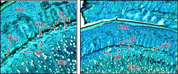 39 4. BULGULAR 4.1. AĢı KaynaĢmasının Anatomik ve Histolojik Olarak Ġncelenmesi 4.1.1. Cadaman Anacında AĢılamadan 14, 21,28, 60 ve 180 Gün Sonra AĢı KaynaĢmasının Meydana GeliĢi 4.1.1.1. Tokaloğlu/Cadaman aģı kombinasyonunda aģılamadan 14 gün sonra (1.