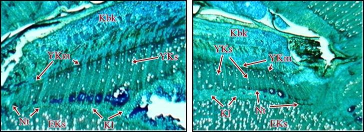 47 4.1.1.9. Precoce de Tyrinthe / Cadaman aģı kombinasyonunda aģılamadan 60 gün sonra (4.