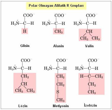 5 Polar olmayan Alifatik R grupları Bu amino asit sınıfındaki R grupları polar olmayan ve hidrofobiktir.
