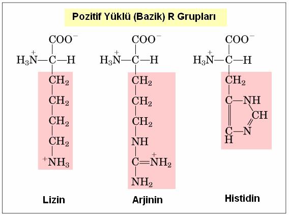 histidin ph 7.0 da pozitif yüklü R grubu içeren amino asidlerdir.