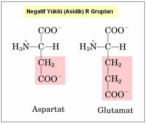 8 Negatif Yüklü (asidik) R Grupları İkinci karboksil grubuna sahip Aspartat ve glutamat ph 7.0 de negatif yüke sahip R grubu içeren iki amino asidir (Nelson ve Cox,2005). Şekil 2.