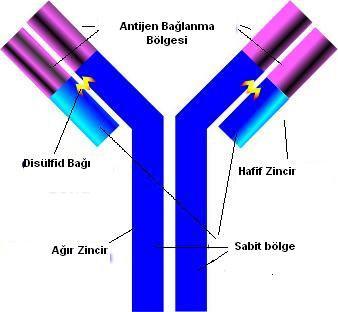 23 Şekil 2.17 İmmünglobulinin şematik yapısı 2.4.4 Immünglobolinlerin Antijenle Bağlanma Yeri Antikorların antijenlerle girdiği reaksiyonlara göre işlevleri şöyledir.