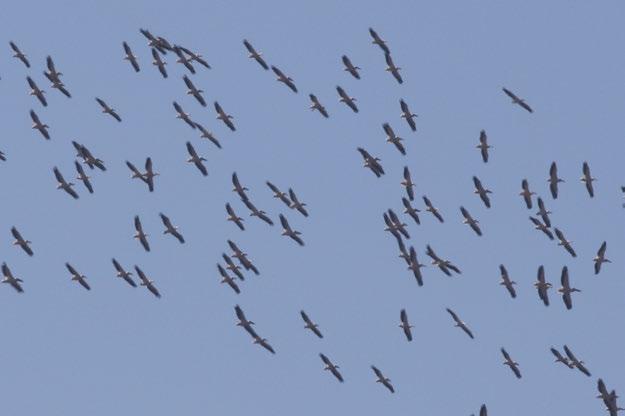 Fotoğraf 16 Pelecanus onocrotalus