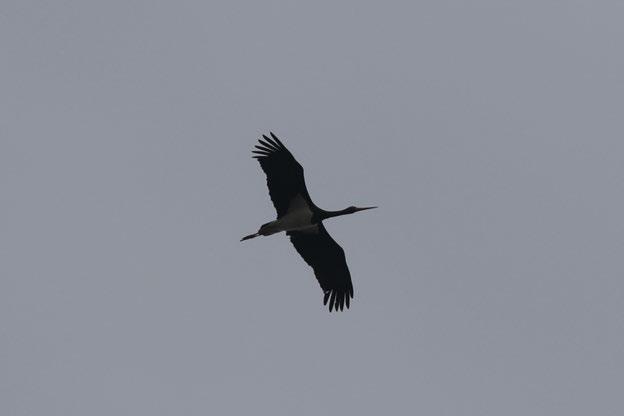 03.2016) Fotoğraf 17 Ciconia nigra