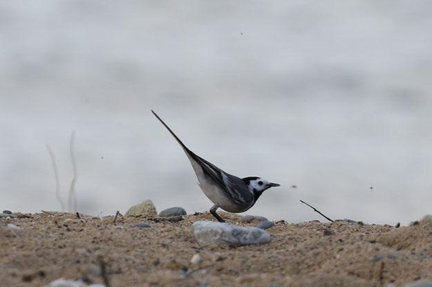 Fotoğraf 24 Motacilla alba (Akkuyruk