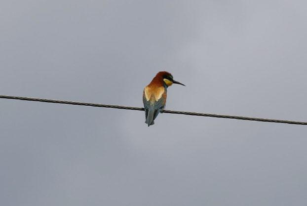 Fotoğraf 26 Merops apiaster (Arıkuşu)