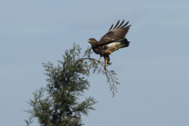 2016) Fotoğraf 27 Buteo buteo (Şahin)