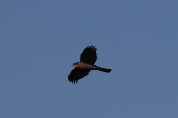 Fotoğraf 28 Accipiter nisus (Atmaca)