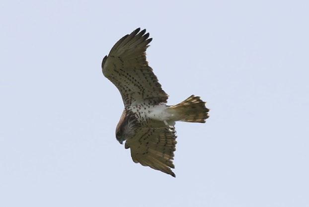 2016) Fotoğraf 33 Circaetus gallicus (Yılan