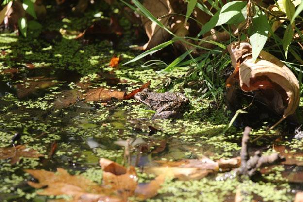 Amphibia (İki yaşamlılar) Yaşamlarını hem suda hem de karada sürdürdükleri için bu gruba çiftyaşamlılar anlamında Amphibia (Amphi: çift, bios: yaşam) denilmektedir.