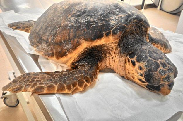 tarafından ölü olara Caretta caretta bulundu. Çanakkale Onsekiz Mart Üniversitesi Deniz Kaplumbağaları Uygulama ve Araştırma Merkezi'nden Prof. Dr.