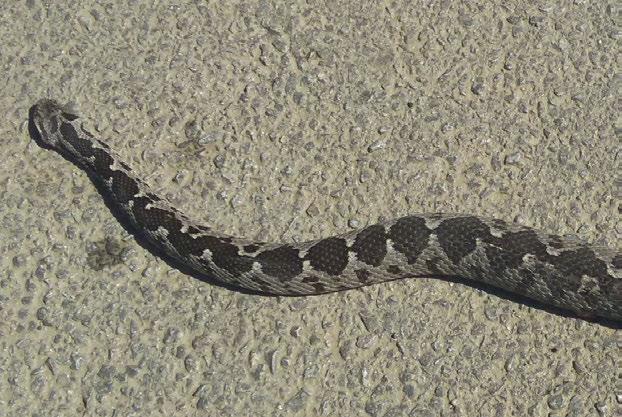 24.03.2016) Fotoğraf 57 Vipera sp.