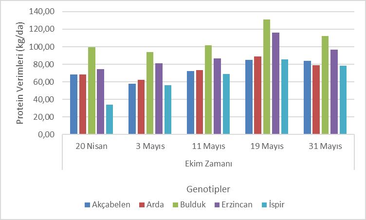 53 Şekil 5.3. Araştırmada kullanılan fasulye genotiplerinin ekim zamanı x genotip interaksiyonuna ait protein verimleri (kg/da) Araştırmacı Akdağ ve Şahin (1994), Tokat ekolojisinde iki yılı süre ile