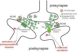 PATOFIZYOLOJI Asetilkolin Post gangliyonik parasempatik sinirlerin terminal uçlarından salınır Efektör organdaki muskarinik