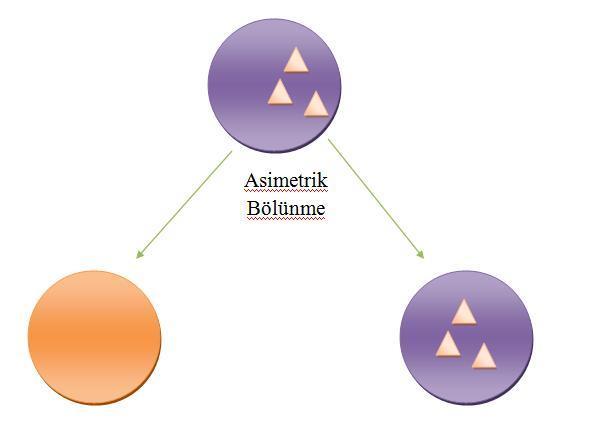 3. Özelleşmiş