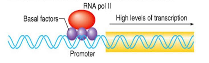 RNA