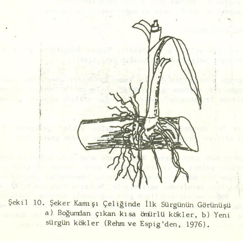 Sap Boğum ve boğum aralarından meydana gelir. İçerdiği şeker özsuyu nedeniyle bitkinin hasat edilen kısmını oluşturur.