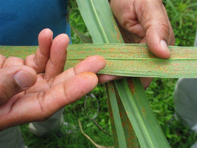 (Puccinia