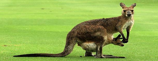 AYIN SAYISI 10 AYIN HAYVANI Kanguru Kanguru, memeli hayvanlardan, Avustralya ile çevresindeki bazı adalarda yaşayan bir hayvan.