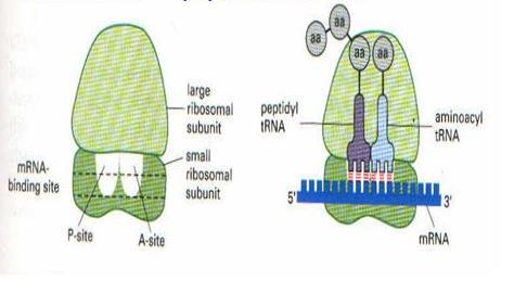 Ribozomlarla etkileşim Streptomisin; protein sentezinin başlangıç aşamasında etkilidir. Puromisin, kloramfenikol, siklohegzimit, tetrasiklin ise proteinlerin uzama aşamasını engeller.