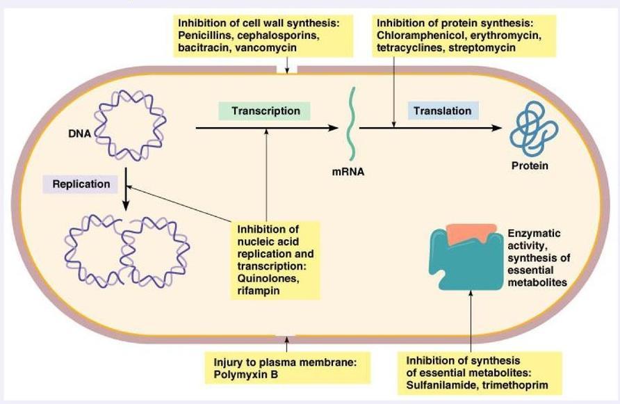 RNA sentezinin engellenmesi TRANSKRİPSİYONU ETKİLEYEN ANTİBİYOTİKLER Rifampin ve streotovarisin RNA polimeraz