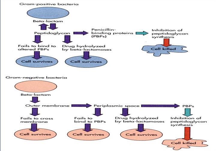 BETA-LAKTAM ANTİBİYOTİKLERİN ETKİ MEKANİZMASI Penisilin; transpeptidasyon sentezini engeller.