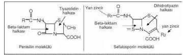 SEFALOSPORİNLER (BETA-LAKTAM ANTİİYOTİKLERİ) Cephalosporium sp. (fungus)tarafından üretilir.