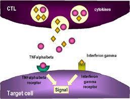 İNTERFERONLAR (SİTOKİNLER) Normal hücrelerde antiviral protein üretimini harekete geçirerek viral multiplikasyonuna engel olan düşük