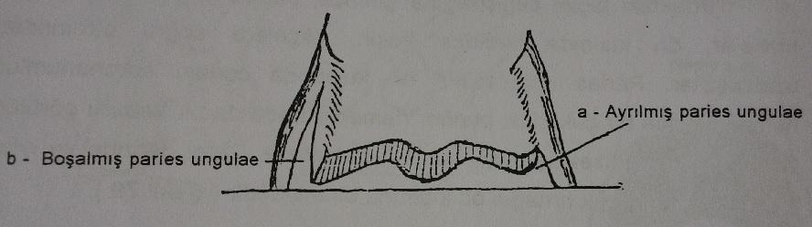 8.9. AYRILMIŞ PARİES UNGULEA VE NALI Paries ungulae nin alt kısmında beyaz çizgi hizasında solea ungulae den ayrılmasına Ayrılmış paries ungulae denir (Şekil 77-a).