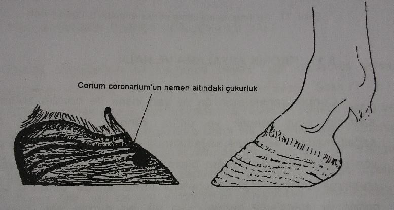 uzaklaşırlar. Paries ungulae nin ön kısmında corium coronarium un hemen altında bir çukurluk, bunun hemen altında da bir kabartı görülür.