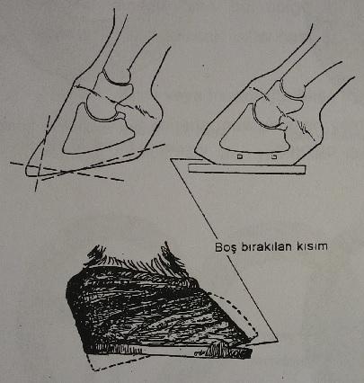 Nallamada, çukurlaşmış ve uzamış olan tırnağın ön kısmı ve ökçeleri mümkün olduğu kadar kesilerek normal tırnağa yakın bir biçim verilmeye çalışılır (Şekil 80).