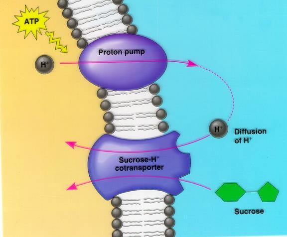 Proton pompası Sukroz-proton