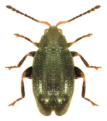 Phyllotreta sp TOPRAK PİRELERİ (Phyllotreta spp.