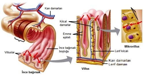 İnce bağırsakta besinlerin kimyasal